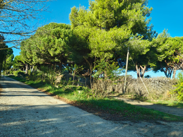 Terreno agricolo in loc. San Giorgio con pozzo  e allaccio elettrico 12